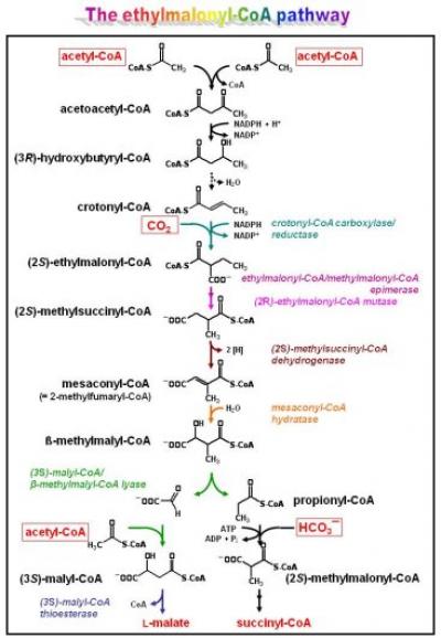The ethylmalogyl-CoA pathway. The ethylmalogyl-CoA pathway.